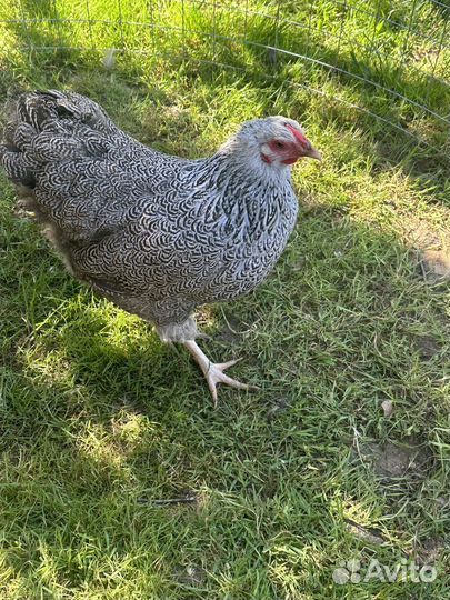 Ия Виандот Сильвер партридж