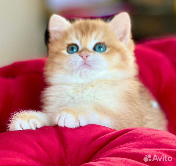 Самые нежные и ласковые чистокровные бриташки