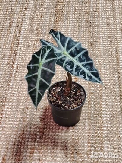 Алоказия Полли