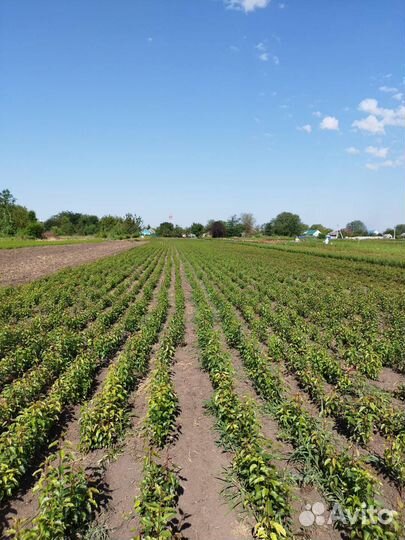 Продам подвой груши