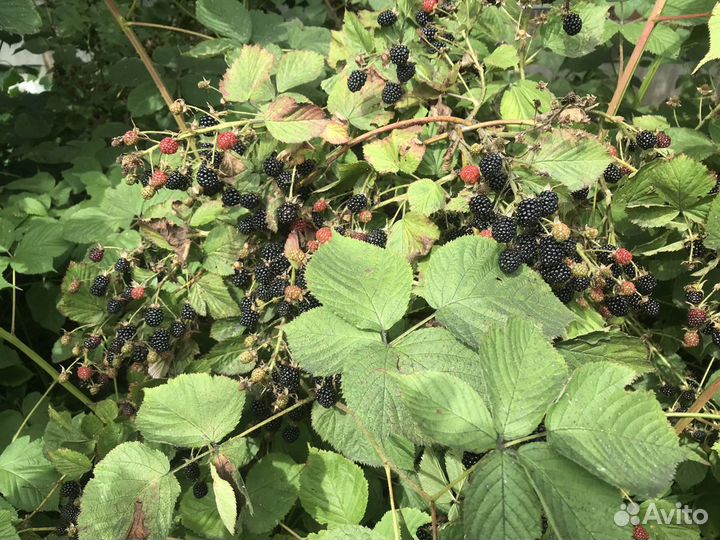 Саженцы ежевики