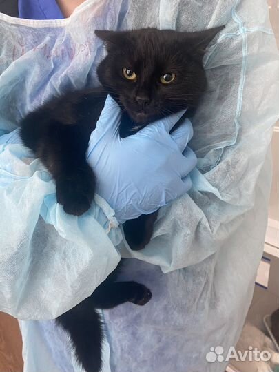 Зооняня,зоотакси,догситтер,кэтситтер