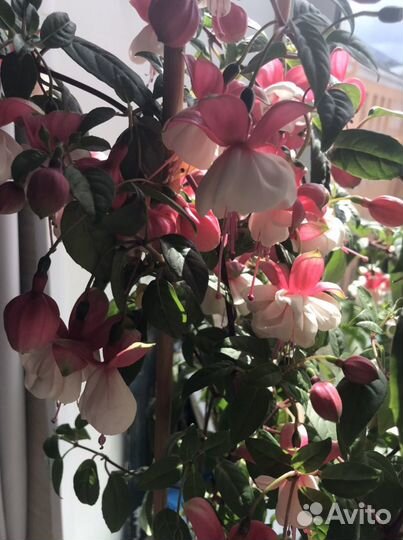 Растения - Фуксия Балерина обмен