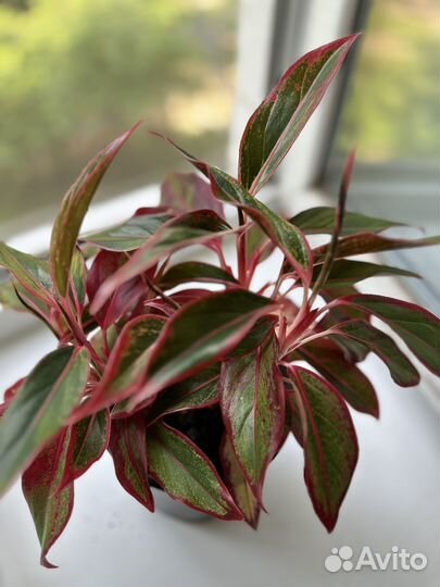 Аглаонема крит