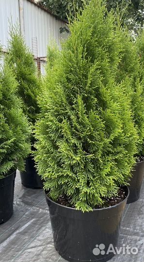 Туя Смарагд