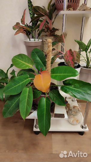 Филодендрон принц оранж