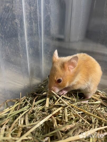 Сирийский хомячок бесплатно
