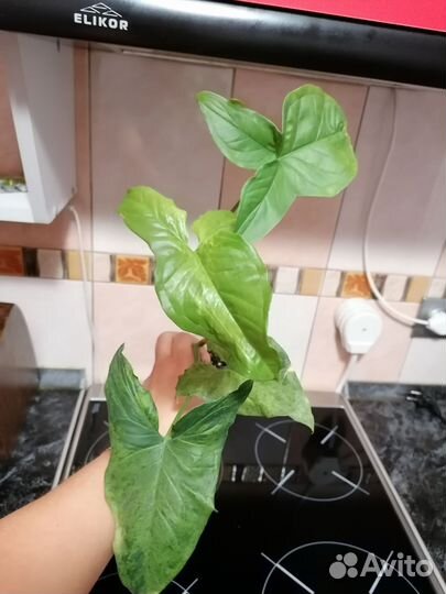 Сингониумы, панданус