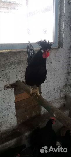 Петух белохохлый
