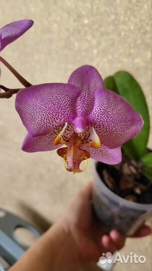 Орхидея фаленопсис