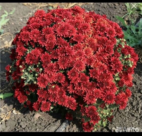 Хризантемы мультифлора