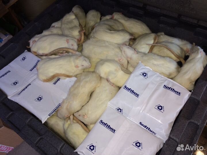 Корм для змей Оптом мыши и крысы