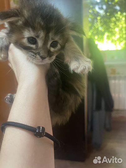 Мейн-кун