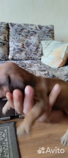 Кроличья такса