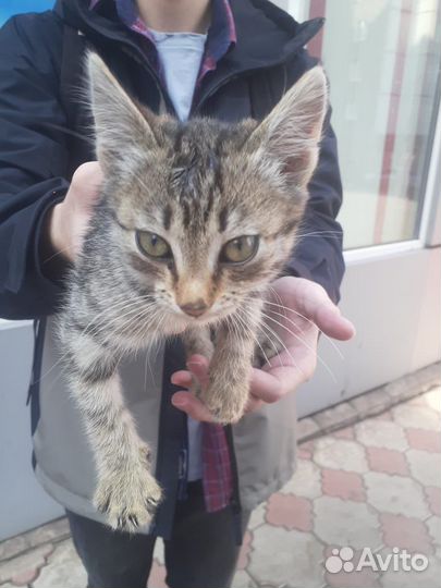 Кошки