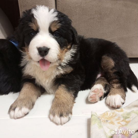 Берносчастье