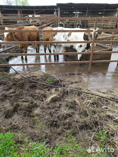 Бычки коровы тёлочки на откорме