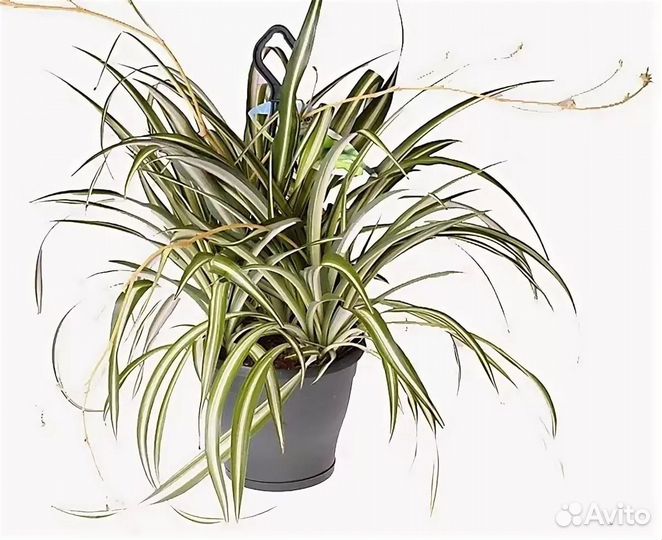 Хлорофитумы