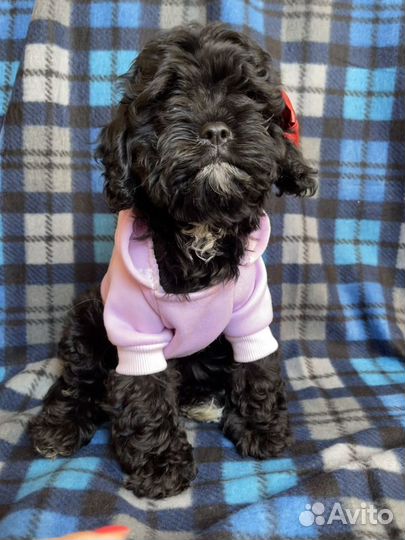 Кавапу бейби фэйс