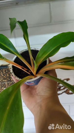 Хлорофитумы