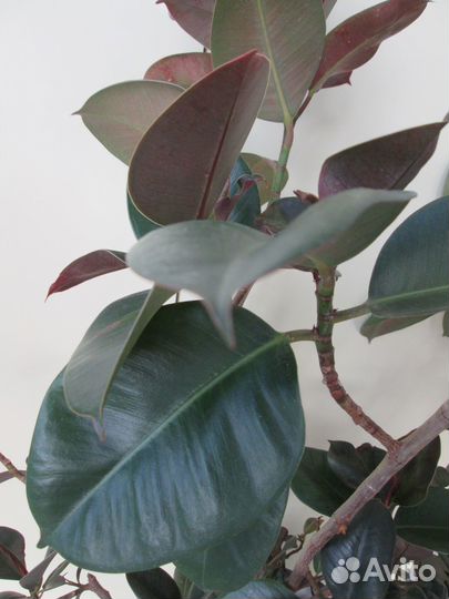 Фикус каучуконосный большой