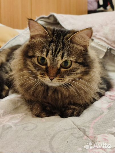 Пушистая кошечка