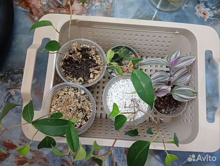 Комнатные цветы