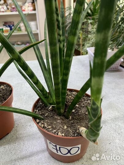 Сансевиерия