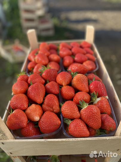 Рассада клубники фриго