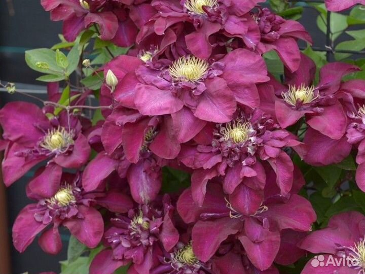 Клематис Жан 3 Собески