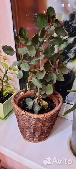 Каланхое цветущее