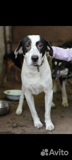 Собака в добрые руки