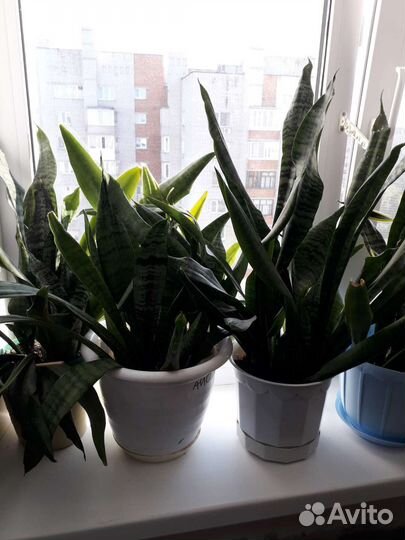 Домашние цветы и этажерка для цветов