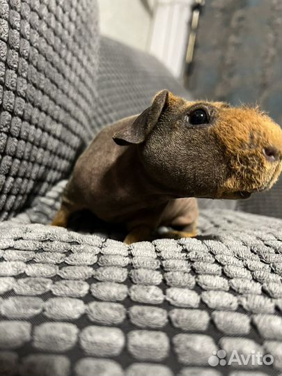 Морская свинка скинни
