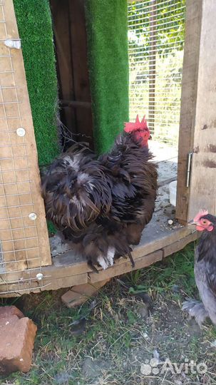 Куры карликовый кохинхин