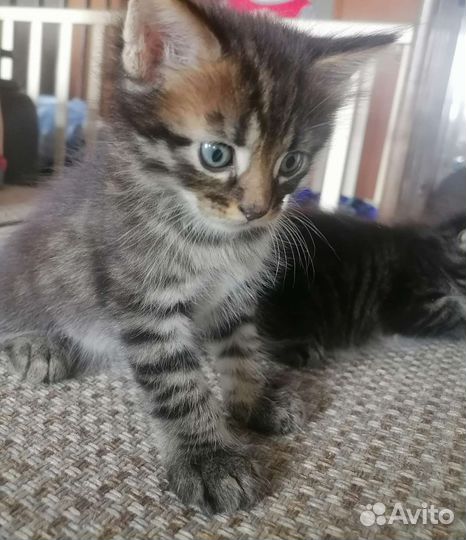 Котята от мейкуна