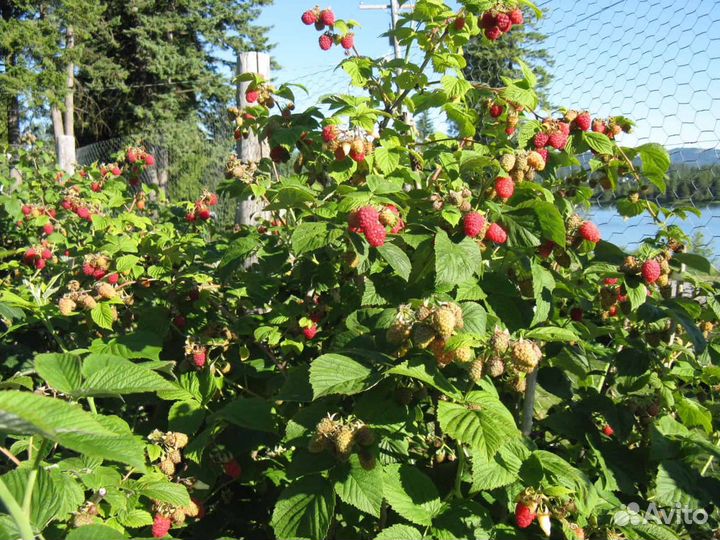 Саженцы ремонтантной малины Атлант