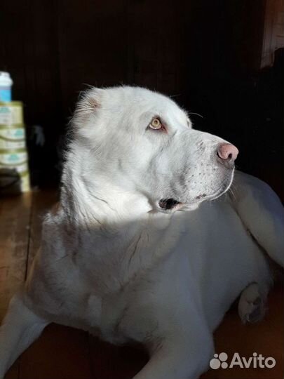 Дрессировка собак кинолог