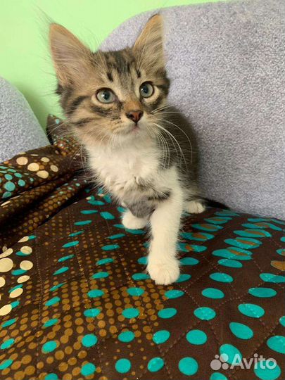 Плюшевый мальчишка