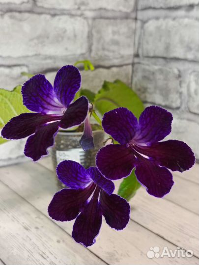 Стрептокарпусы