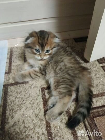 Шотландская вислоухая