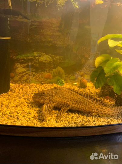 Парчовый сом птеригоплихт