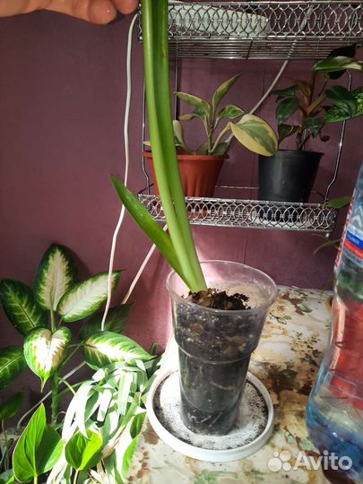 Диффенбахия и др