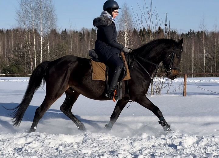 Два мерина 2020 и 2019 г.р