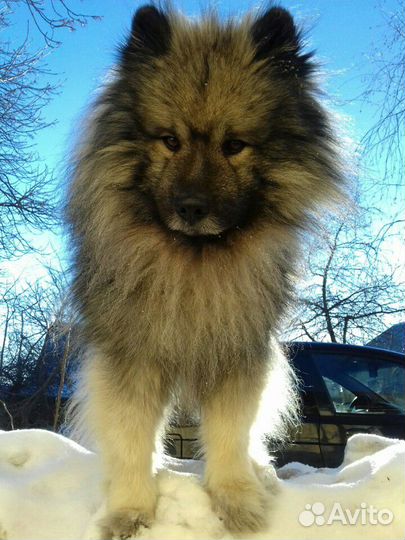 Вольфшпиц (кеесхонд) вязка