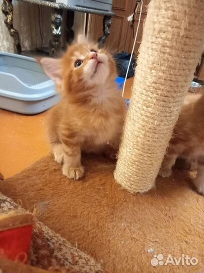 Котята Мэйн Кун