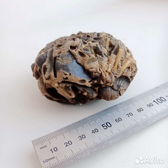 Окаменелости