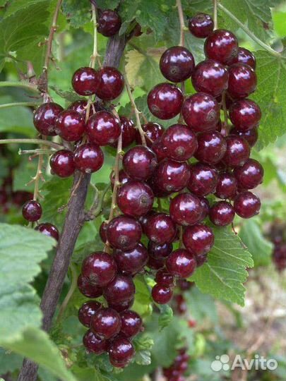 Саженцы смородины