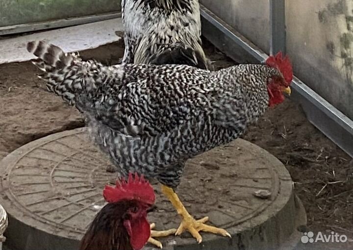 Петух Плимутрок