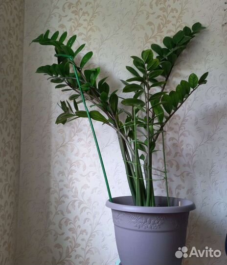 Замиокулькас